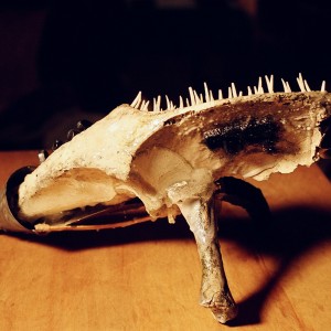 bonegun