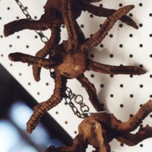 busheltentacle