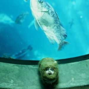 champsteraquarium